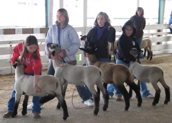 Ag Judging sheep
