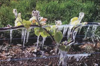 Frost Protection