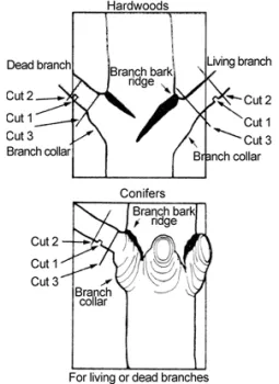 pruning fig 4