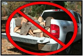 Firewood_lg