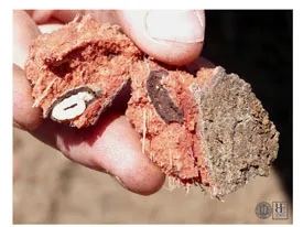 GSOB_larvae_olded_ready_to_pupate_275_206.jpg