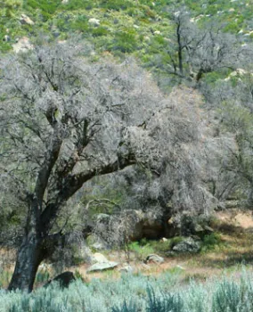 Dead Oak Trees