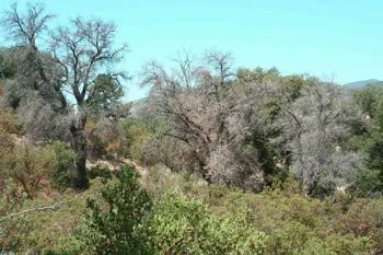 Dying Oaks