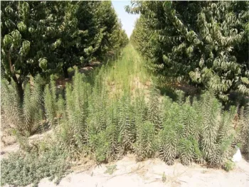 GR horseweed 110110