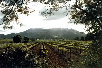 Lake County Vineyard 2