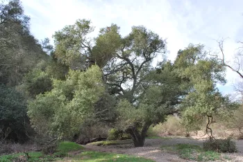 Oak