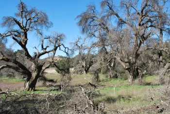 Dead Oaks