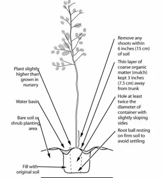 tree planting