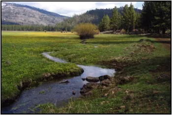 Meadow 2