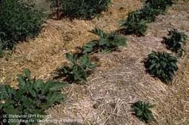 straw mulchipm