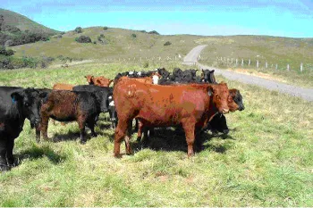Beef