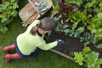 Vegetable Garden