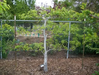 Espaliered pear