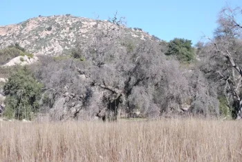 Dead Oak