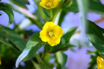 Flowers have 4 petals