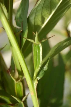 fruit