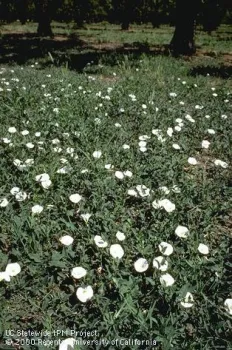 Organic weed control.