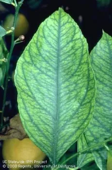 Iron deficiency of citrus