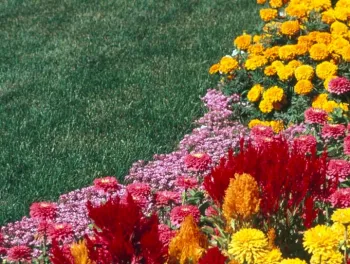 Lawn