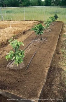Young citrus trees.