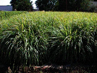 image002