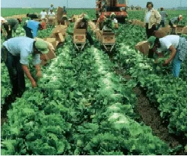 workers