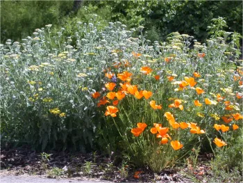 Mariposa Creek Native Plant Demonstration Garden - Photo Courtesy of Jim and Betty Johnson
