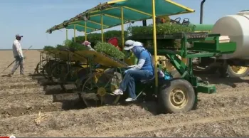 Tomato transplants go into a field managed with conservation agriculture systems.