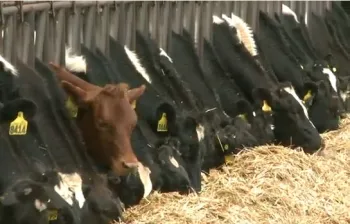 Dairy-cows