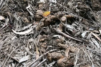 2011 - rhizomes 1