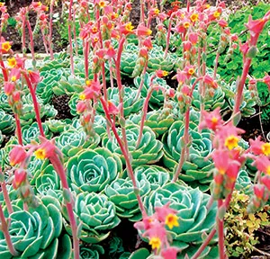 hens and chicks