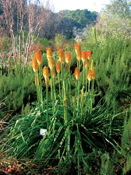 Poker Plant