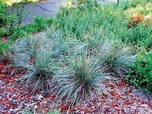 Fescue