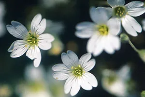 snow in summer
