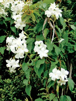 jasmine