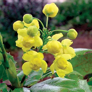oregon grape