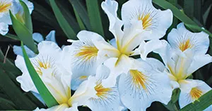 Iris