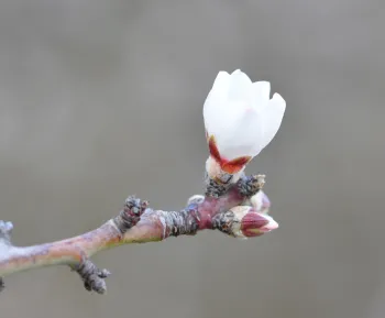 almonds