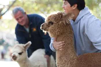 Llama