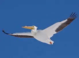 whitepelicancornell