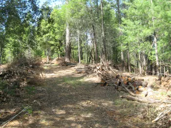 cut wood-Edwards