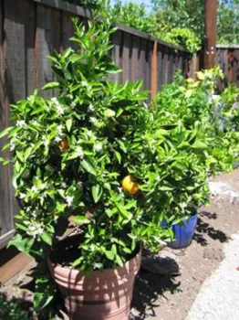 ContainerCitrus