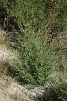 Invasive weed stinkwort