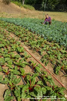 Soils - Row Crops