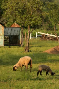 Sheep-Grazing