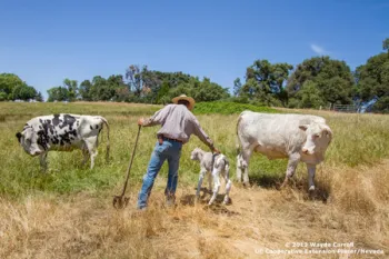cattle
