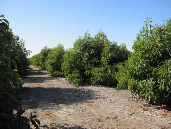 avocado grove