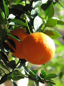 citrus-aurantium-myrtifolia-290