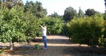 Fruit bushes