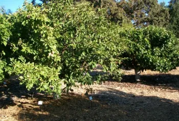 Single fruit bushes